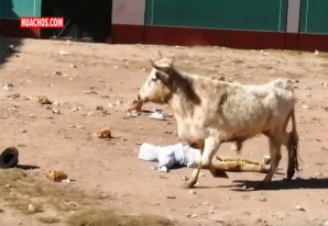 Ministerio Público investiga realización de corrida de toros en el pueblo de Huayanay | VIDEO Ministerio Público investiga realización de corrida de toros en el pueblo de Huayanay | VIDEO