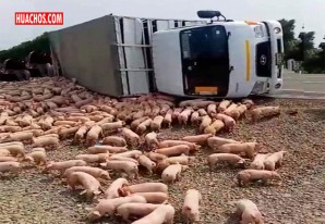 Chincha: Camión cargado de cerdos sufre accidente en la Panamericana Sur | VIDEO Chincha: Camión cargado de cerdos sufre accidente en la Panamericana Sur | VIDEO