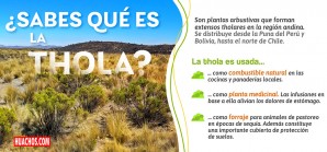 ¿Sabes qué es la thola? | VIDEO ¿Sabes qué es la thola? | VIDEO