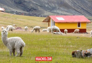 Siguen inyectando muchos millones en los "Sumac Wasi" que en muchos casos son "Hamac Wasi" Siguen inyectando muchos millones en los "Sumac Wasi" que en muchos casos son "Hamac Wasi"
