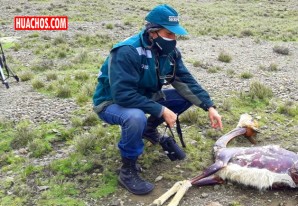Hallan más de cincuenta vicuñas muertas por la caza furtiva en Arequipa Hallan más de cincuenta vicuñas muertas por la caza furtiva en Arequipa