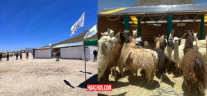 Invertirán más de 47 millones de soles en cobertizos y fitotoldos para proteger el ganado Invertirán más de 47 millones de soles en cobertizos y fitotoldos para proteger el ganado