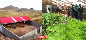 Agro Rural informa que construirá en Huachos cobertizos para ganado y fitotoldos Agro Rural informa que construirá en Huachos cobertizos para ganado y fitotoldos