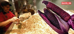 Investigadores desarrollan nueva variedad de maíz morado especial para popcorn Investigadores desarrollan nueva variedad de maíz morado especial para popcorn