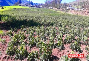 Incluyen al distrito de Huachos en emergencia por las “heladas negras” Incluyen al distrito de Huachos en emergencia por las “heladas negras”