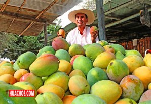 Conoce las bondades nutricionales del mango, el producto estrella de Piura Conoce las bondades nutricionales del mango, el producto estrella de Piura