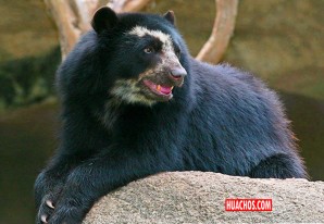 Cámaras muestran una pareja de osos de anjetojos en la ruinas de Machupicchu Cámaras muestran una pareja de osos de anjetojos en la ruinas de Machupicchu
