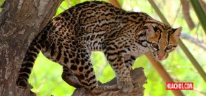 Por 1ra. vez cámaras trampa registran un ocelote en el Santuario de Machupicchu Por 1ra. vez cámaras trampa registran un ocelote en el Santuario de Machupicchu