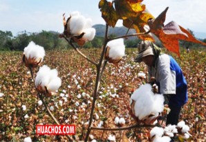 La demanda es más alta que la oferta en el mercado nacional del algodón La demanda es más alta que la oferta en el mercado nacional del algodón