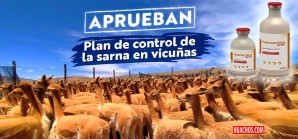 Senasa: Controlarán con ivermectina la sarna en vicuñas Senasa: Controlarán con ivermectina la sarna en vicuñas
