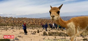 Espectacular chaccu de 1 500 vicuñas en la provincia de Huaytará | VIDEO Espectacular chaccu de 1 500 vicuñas en la provincia de Huaytará | VIDEO