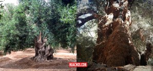 ¡Moquegua celebra en grande! Olivo de Ilo gana en la categoría Patrimonial de América del Sur ¡Moquegua celebra en grande! Olivo de Ilo gana en la categoría Patrimonial de América del Sur