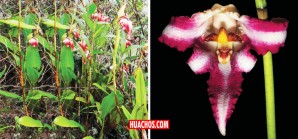 Minam presenta oficialmente la 1ra. Área de Conservación Regional de Huancavelica Minam presenta oficialmente la 1ra. Área de Conservación Regional de Huancavelica