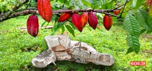 Las técnicas isotópicas ayudan a salvar las exportaciones de cacao de Panamá Las técnicas isotópicas ayudan a salvar las exportaciones de cacao de Panamá