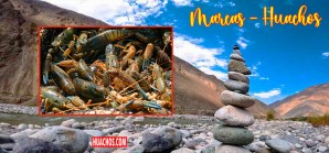 Hasta el 31 de marzo continuará la veda de pesca de camarón de río Hasta el 31 de marzo continuará la veda de pesca de camarón de río