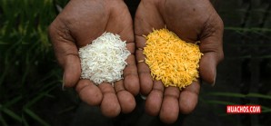 ¿Ya probaron el arroz dorado? ¿Ya probaron el arroz dorado?