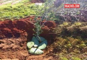 Trucos agrícolas: Las pencas de tuna Trucos agrícolas: Las pencas de tuna