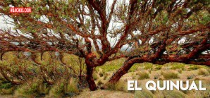 Declaran de interés regional conservación del Bosque Relicto Altoandino de Quinual de Huancavelica Declaran de interés regional conservación del Bosque Relicto Altoandino de Quinual de Huancavelica