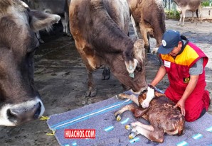 Nace “Titán”, el primer torete de raza Fleckvieh en el Centro Callqui Grande Nace “Titán”, el primer torete de raza Fleckvieh en el Centro Callqui Grande