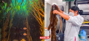 Investigan macroalgas pardas en Ica para la conservación de la biodiversidad marina Investigan macroalgas pardas en Ica para la conservación de la biodiversidad marina