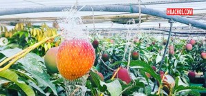 "Huevos del Sol", los mangos más caros del mundo | VIDEO "Huevos del Sol", los mangos más caros del mundo | VIDEO