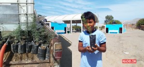 Estudiantes de Coyungo (Nasca) realizan forestación con huarangos Estudiantes de Coyungo (Nasca) realizan forestación con huarangos