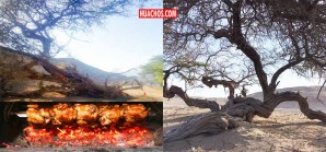 En Ica, la tala indiscriminada del huarango se porta muy bien | VIDEO En Ica, la tala indiscriminada del huarango se porta muy bien | VIDEO