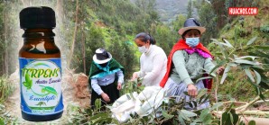 Tres doñitas se ponen las pilas y deciden fabricar aceite de eucalipto Tres doñitas se ponen las pilas y deciden fabricar aceite de eucalipto