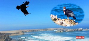 Ica: Cóndor andino baja hasta zonas costeras para alimentarse Ica: Cóndor andino baja hasta zonas costeras para alimentarse