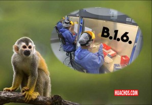 INS identificó un linaje peruano del virus de la viruela del mono designado B.1.6 INS identificó un linaje peruano del virus de la viruela del mono designado B.1.6