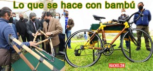 Homenaje a una planta noble, útil y rentable con mucho potencial, pero hasta ahora desaprovechado Homenaje a una planta noble, útil y rentable con mucho potencial, pero hasta ahora desaprovechado