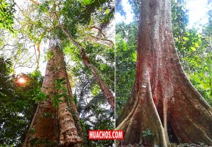 El majestuoso shihuahuaco en peligro de extinción | VIDEO El majestuoso shihuahuaco en peligro de extinción | VIDEO
