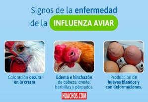 Conoce los signos de enfermedad de influenza aviar en aves domésticas. Conoce los signos de enfermedad de influenza aviar en aves domésticas.