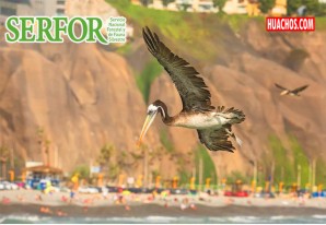 Serfor reconoce es “recomendable” restringir acceso a playas donde hay aves enfermas Serfor reconoce es “recomendable” restringir acceso a playas donde hay aves enfermas