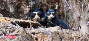 Grandes amenazas para los singulares osos de anteojos del Perú Grandes amenazas para los singulares osos de anteojos del Perú