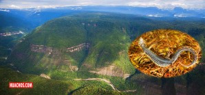 Primicia mundial: descubren el “Proctoporus titans”, una lagartija única en su género Primicia mundial: descubren el “Proctoporus titans”, una lagartija única en su género