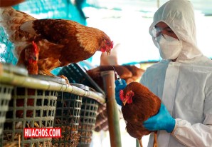 El Perú se prepara para vacunar aves domésticas y contrarrestar influenza aviar El Perú se prepara para vacunar aves domésticas y contrarrestar influenza aviar