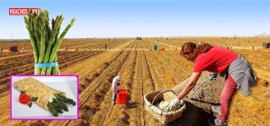 Mundo agrícola de Ica: Doblar la espalda por un puñado de soles Mundo agrícola de Ica: Doblar la espalda por un puñado de soles