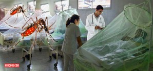 “El regreso del dengue”, por Marcos Cueto del Instituto de Estudios Peruanos “El regreso del dengue”, por Marcos Cueto del Instituto de Estudios Peruanos