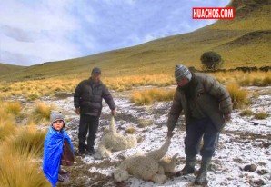 Bajas temperaturas azotan alpaqas y alpaqueros en Cachimayo, Huancavelica Bajas temperaturas azotan alpaqas y alpaqueros en Cachimayo, Huancavelica