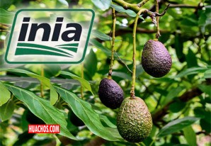 INIA: 4 indicadores claves para una buena cosecha de paltas | VIDEO INIA: 4 indicadores claves para una buena cosecha de paltas | VIDEO