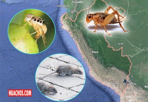 Fenómeno El Niño: Senasa advierte que el país afrontaría la llegada de cinco plagas Fenómeno El Niño: Senasa advierte que el país afrontaría la llegada de cinco plagas