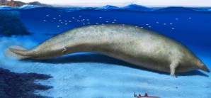 Perucetus Colossus, el animal más pesado que haya habitado la Tierra | VIDEO Perucetus Colossus, el animal más pesado que haya habitado la Tierra | VIDEO