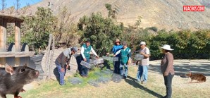 El SENASA atiende notificación por la presencia de roedores en los campos de cultivo El SENASA atiende notificación por la presencia de roedores en los campos de cultivo