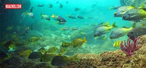 El mar peruano: uno de los más ricos del mundo |VIDEO El mar peruano: uno de los más ricos del mundo |VIDEO
