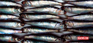 Debemos proteger, cueste que cueste, la población de anchovetas en el mar peruano | VIDEO Debemos proteger, cueste que cueste, la población de anchovetas en el mar peruano | VIDEO