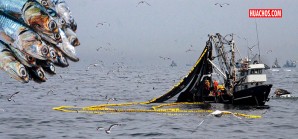 Segunda temporada de la pesca de anchoveta aún es incierta Segunda temporada de la pesca de anchoveta aún es incierta