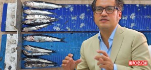 José Chicoma: “Si bajan la talla de captura de la anchoveta, se arriesga la biomasa para el futuro” José Chicoma: “Si bajan la talla de captura de la anchoveta, se arriesga la biomasa para el futuro”
