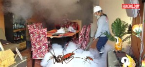 La difícil tarea de matar los zancudos en Chincha, cuna de campeones | VIDEO La difícil tarea de matar los zancudos en Chincha, cuna de campeones | VIDEO