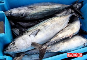 Produce establece veda reproductiva del recurso bonito para el año 2023 Produce establece veda reproductiva del recurso bonito para el año 2023